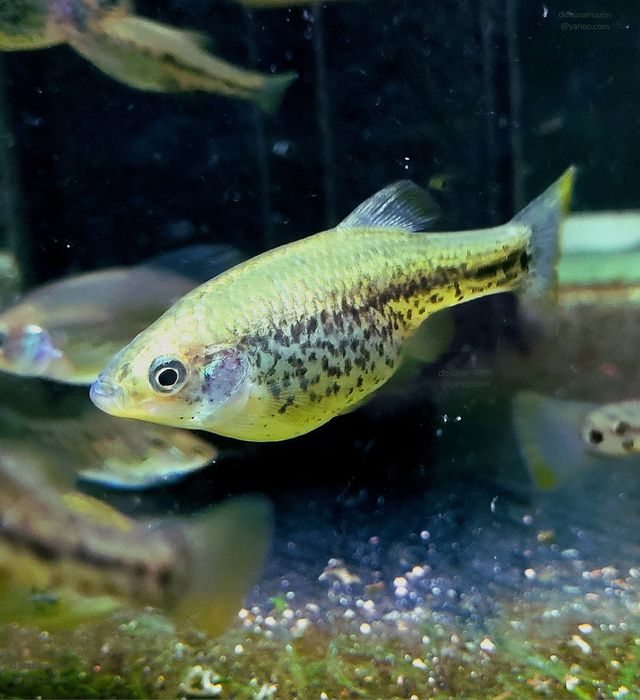 Guppy,  Molly,  Platy,  Ancistrusi,  Xenotoca