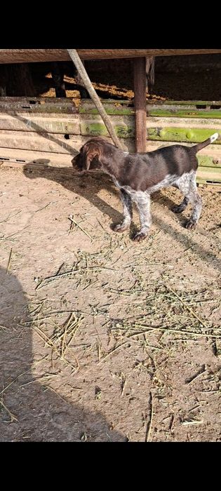 Дойч Дратхаар   щенок