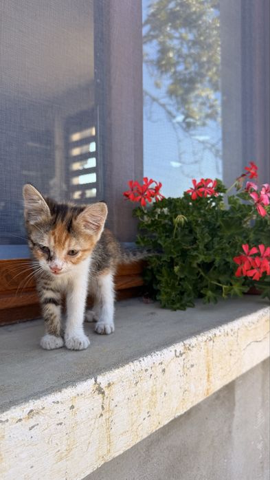 Подарявам малко коте