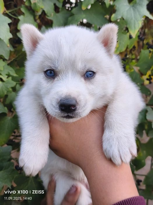 Очаровательные щенки сибирской хаски.