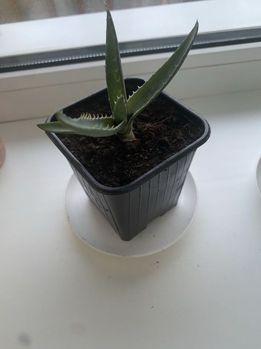 Отростки лечебного алоэ вера