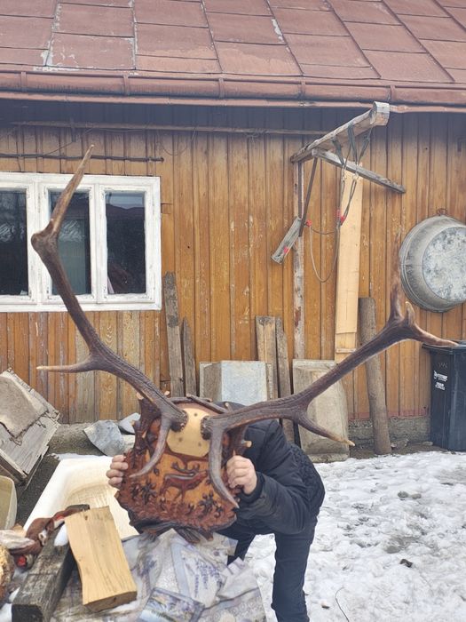 Vând coarne de cerb carpatin și cocos de munte