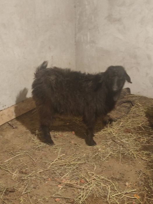 Ешкилер лактар  сатылады