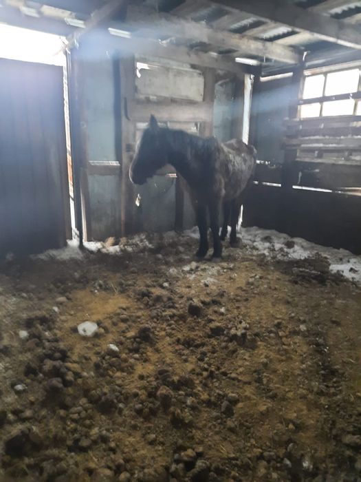 Продам кобылу 6 лет