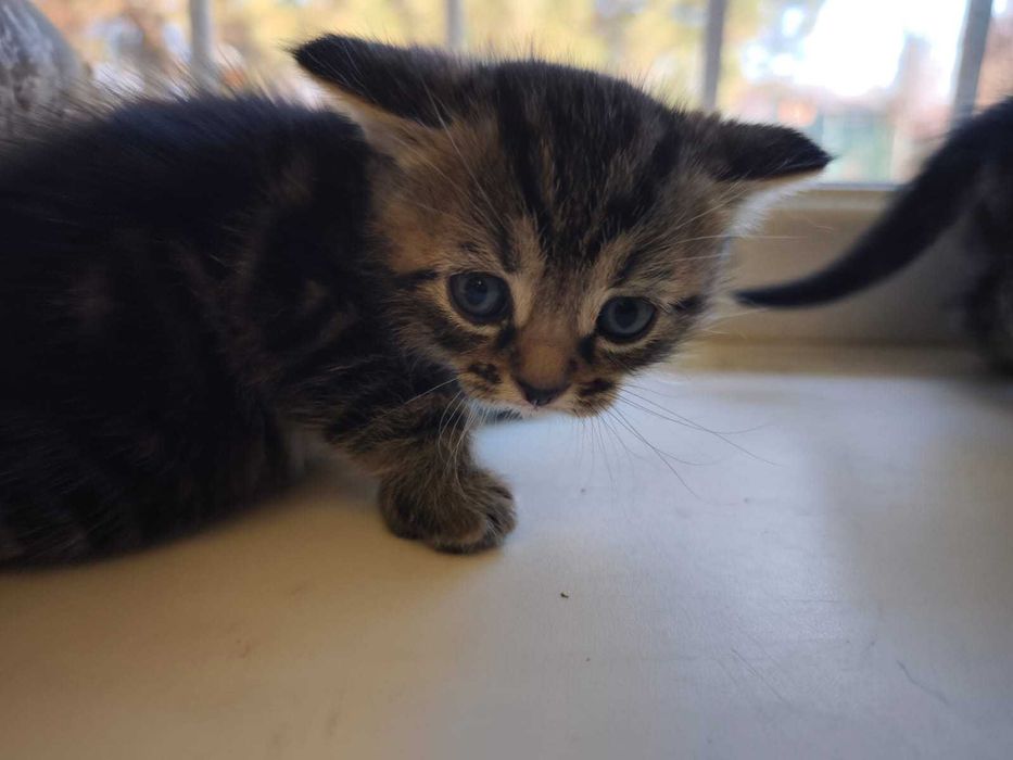 Отдам котят за три копейки