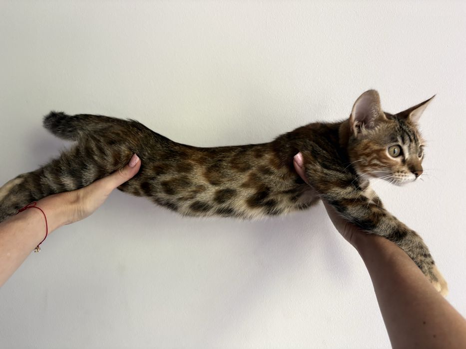 Бенгалско котенце