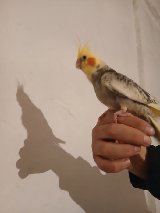 Продам попугай Карелла