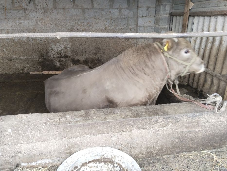 Аулиекольская парода