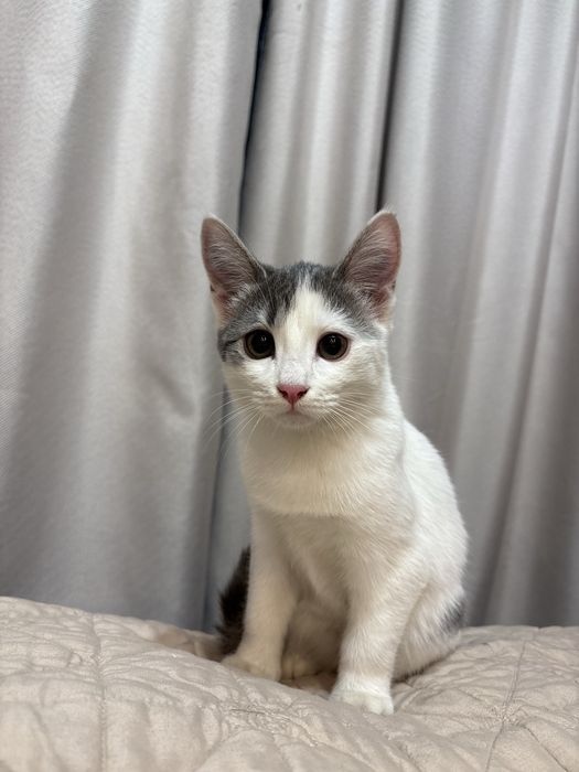 Отдам котенка в хорошие руки