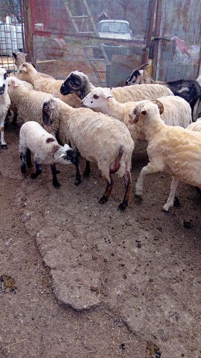 Oi de vanzare Sacele