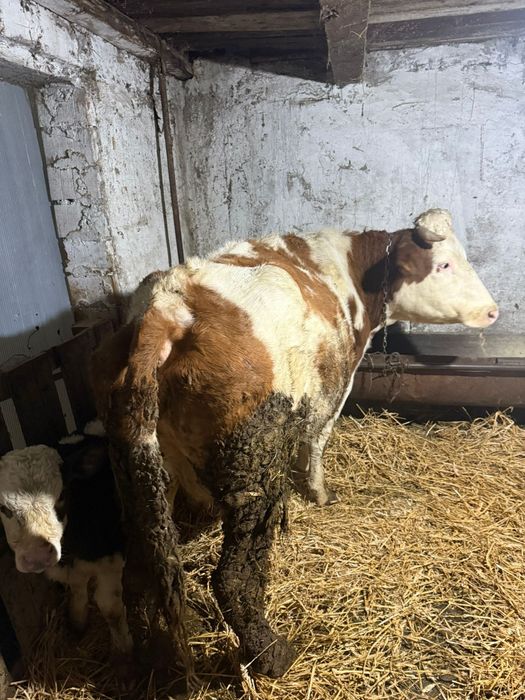 Vând vaca prima fătare cu vitel