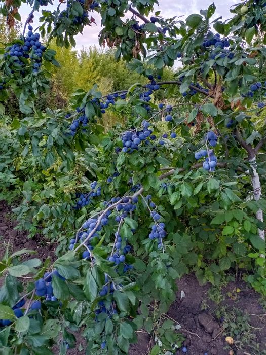 Продам дачу на берегу Илека