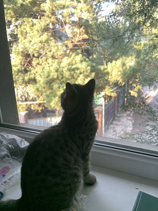 Отдам кошек-котят