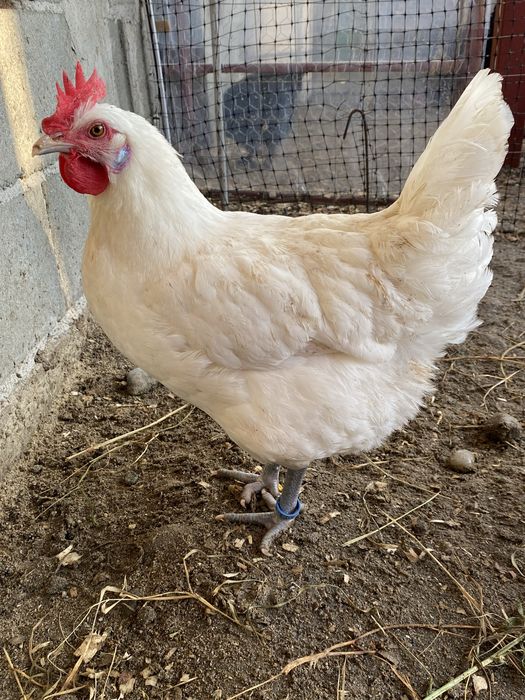 Oua incubat La Bresse