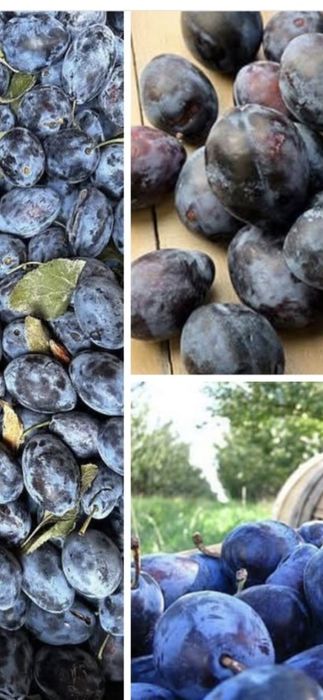 Vând prune bine coapte pentru țuică – calitate garantată