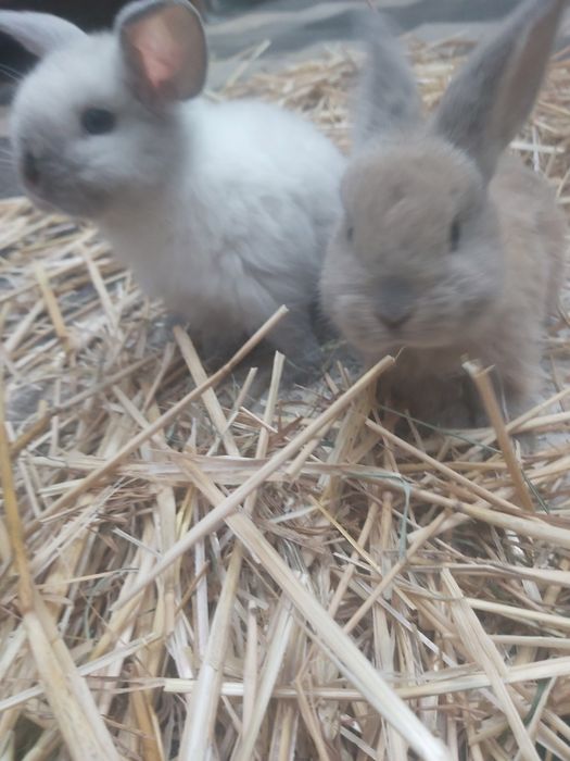 Продаются кролики крольчата куен болалари