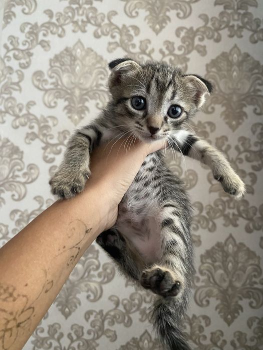 1-месячные котята в добрые руки