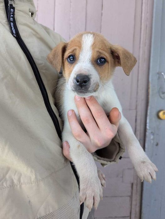 Щенки стафорда в дом