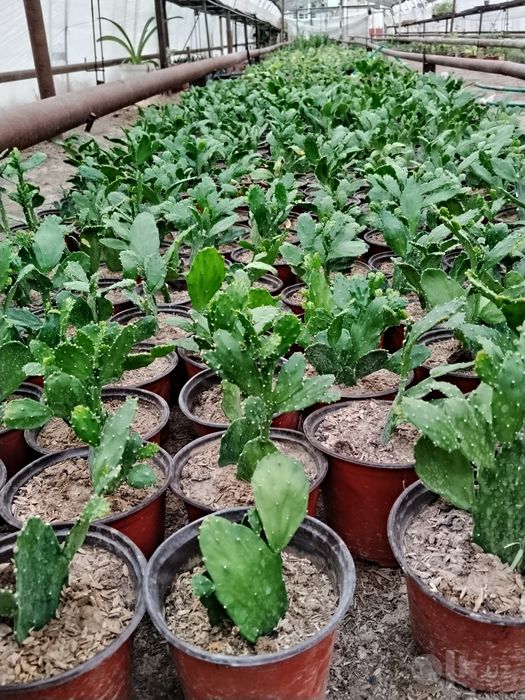 Xoya gullari sotiladi