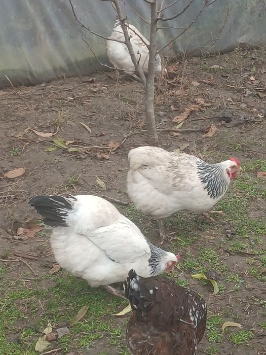 Ouă  susex de  vânzare  6 lei