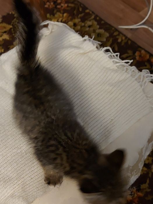 Котёнок в добрые руки
