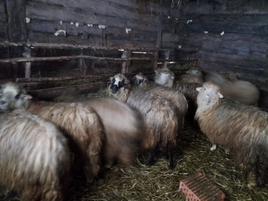 Oi de vânzare  cu miei