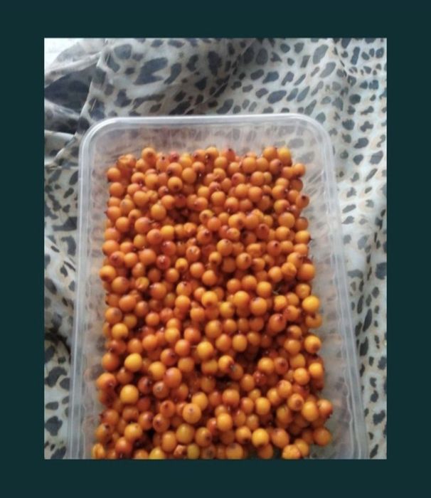 Облепиха Облепиха