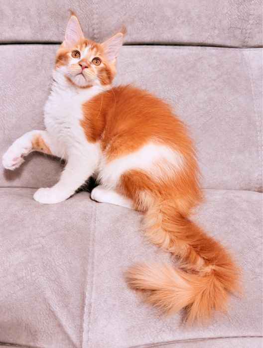 Котик мейн-кун, ласковый великан