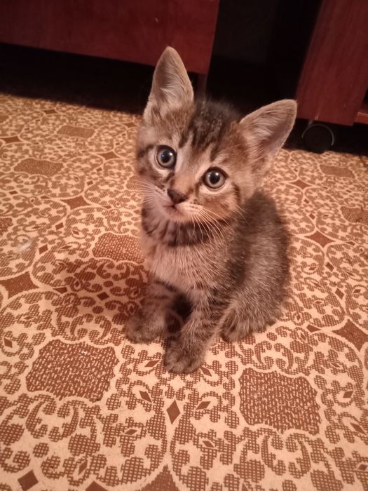 Отдам даром котенка.