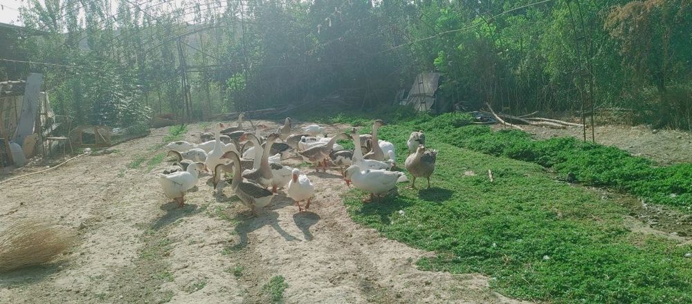 Гуси породы Пекин и Линда.
