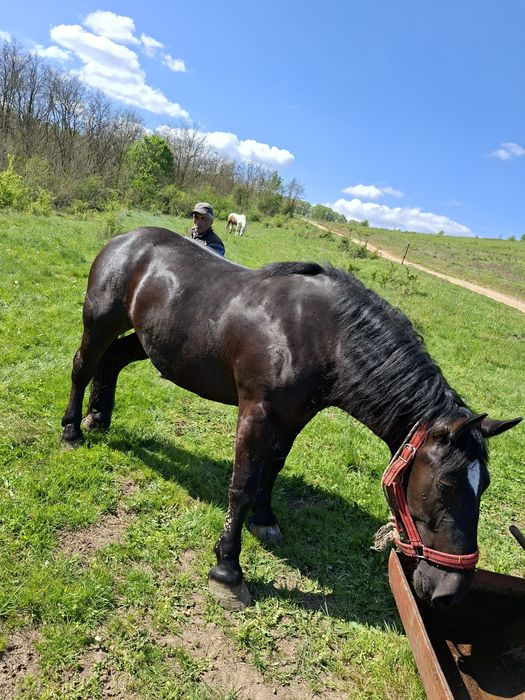 Vând mânză de 2 ani jumate
