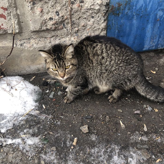 Бездомные кошки .