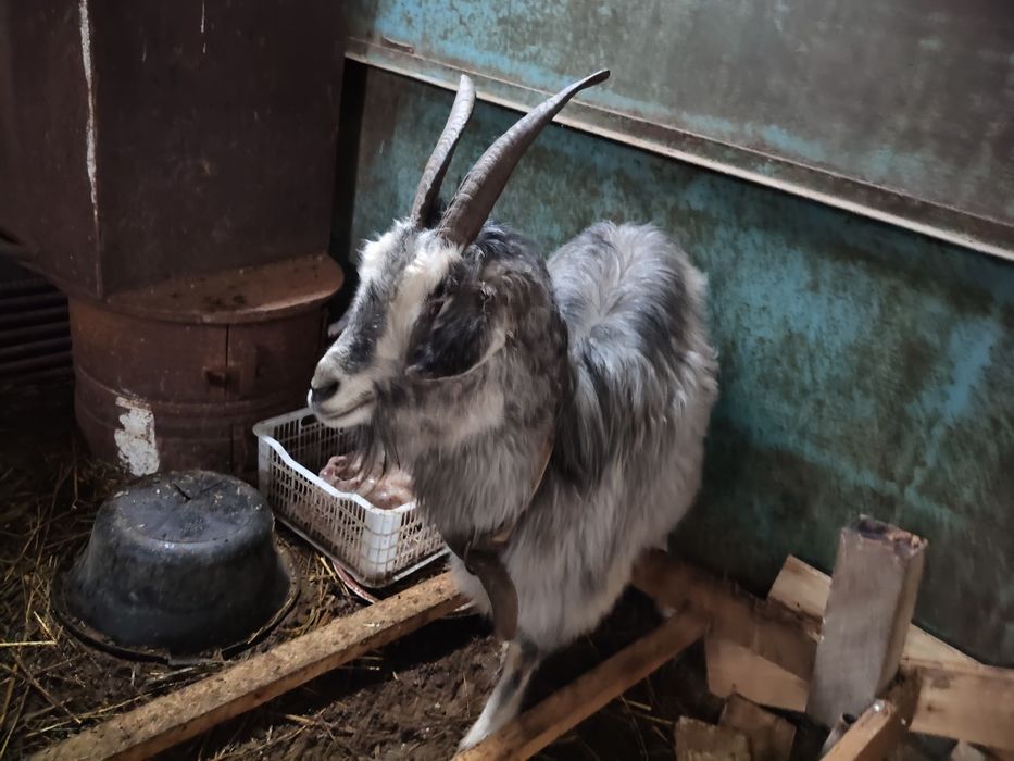Продам срочно козу