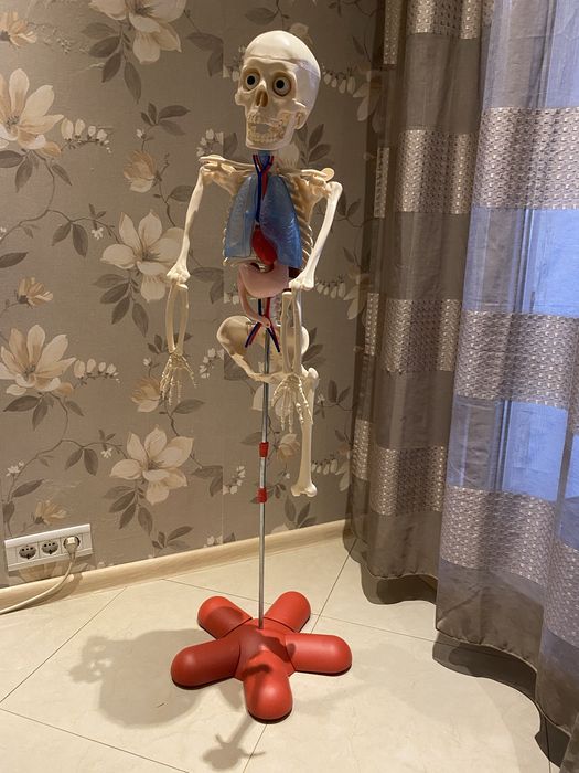 Сглобяем човешки скелет