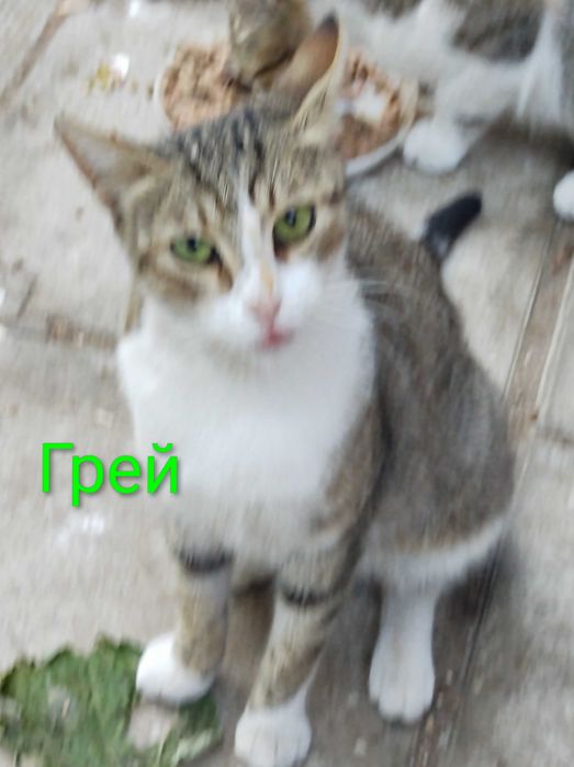 Котета на 1 годинка търсят дом/ 6 kitten looking for homes