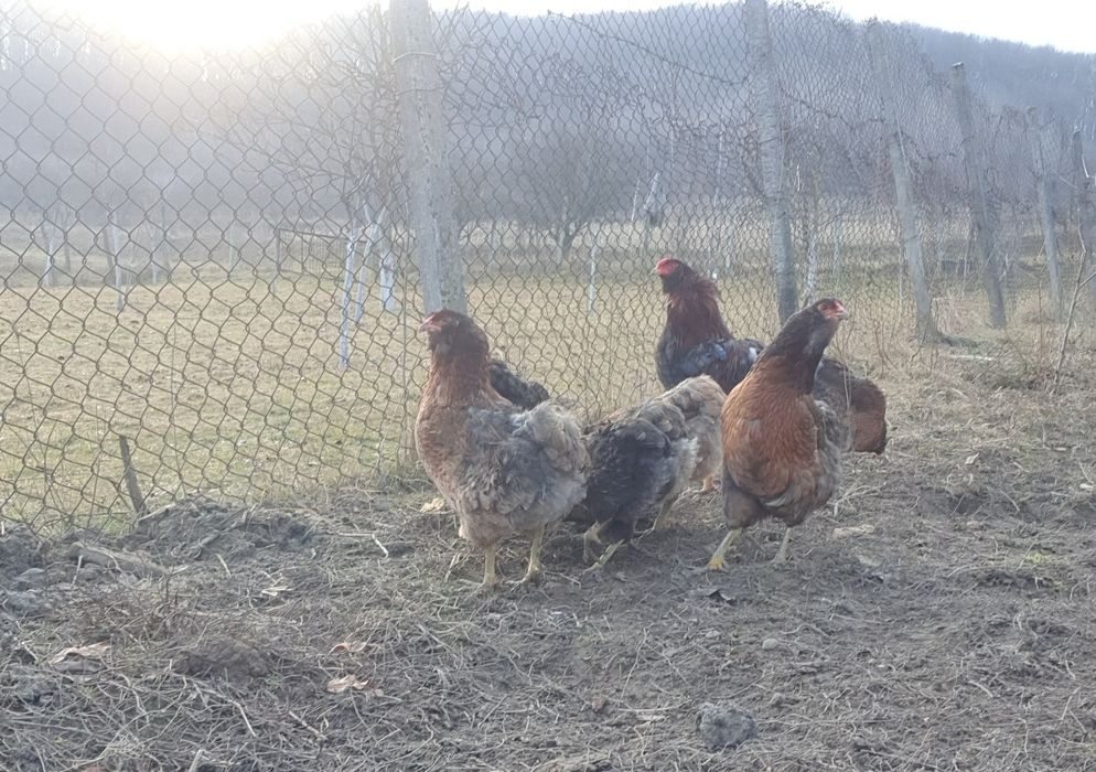 Ouă pentru incubat!