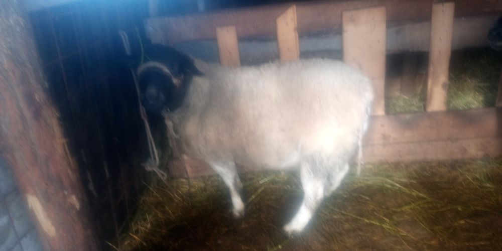 Vindem berbec de rasă