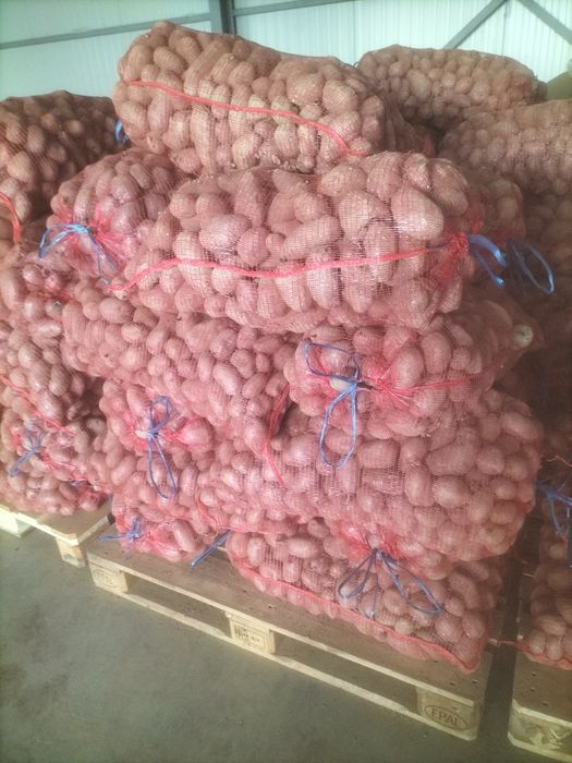Cartofi de vanzare consum si pentru animale