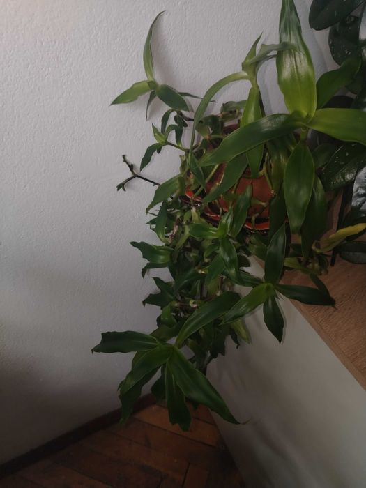 Стайни цветя различни видове