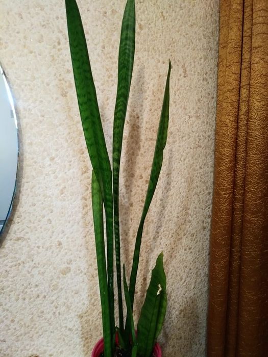 Сансевиерия. Продам