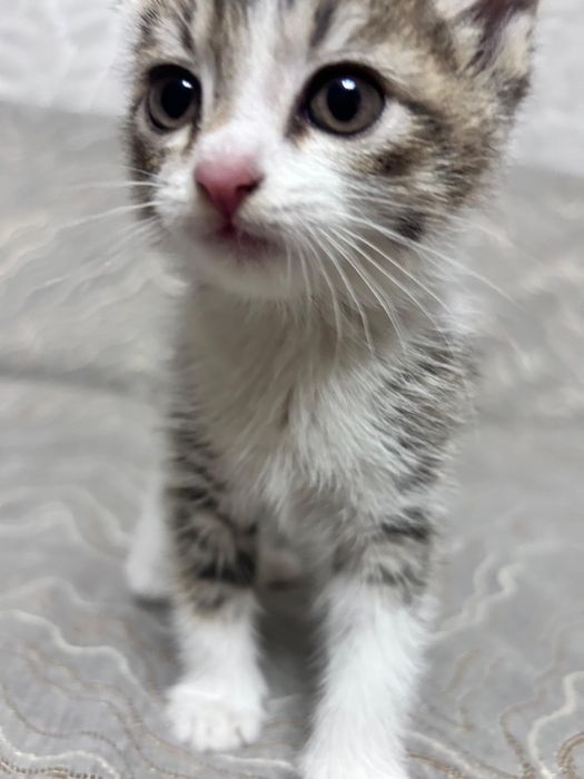 Котенок в добрые руки