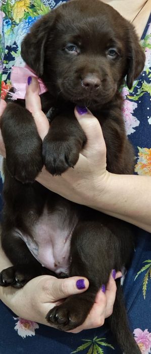 Щенки лабрадора ретривера