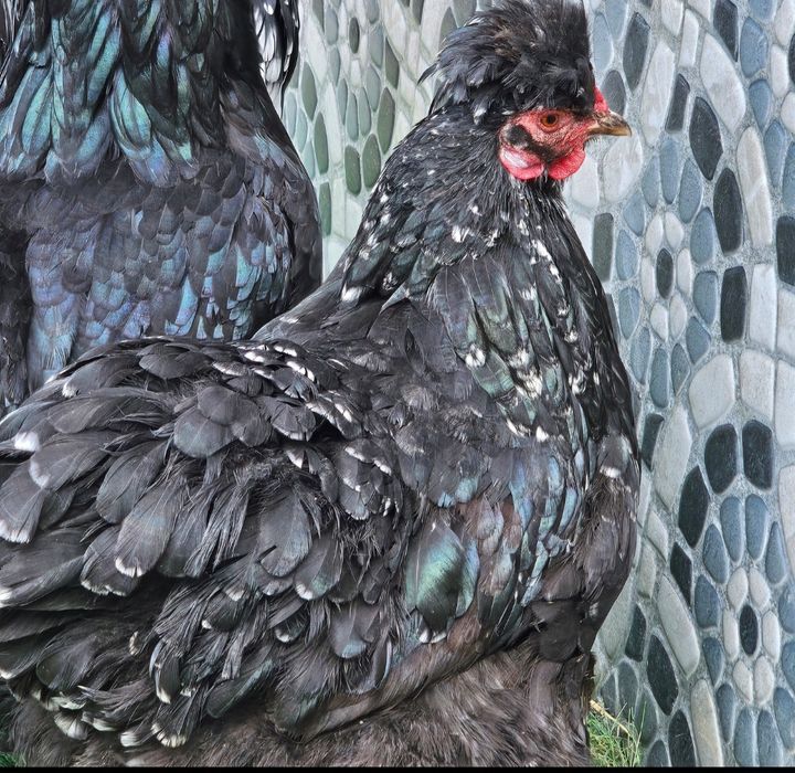 Vând  găini motate păsări