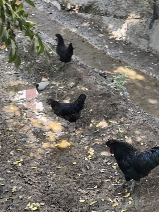 Uxeyli tovug va xorozlari