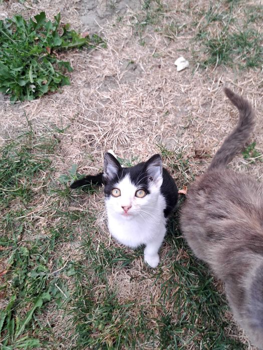 Pisici de adoptie