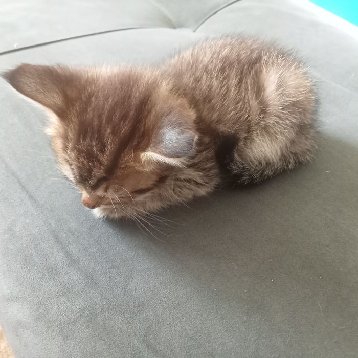 Кошка с котёнком СРОЧНО