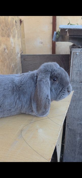 Французский баран самец
