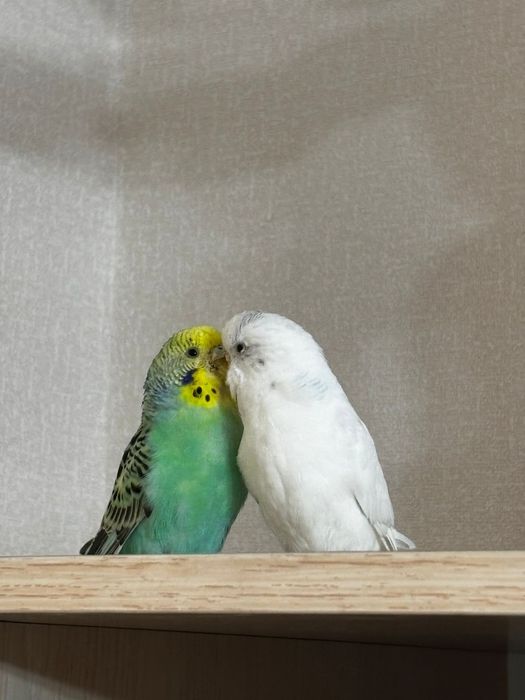 Папугай пара 13000