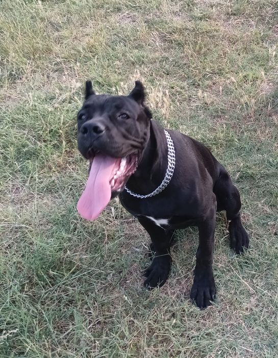 Кане-корсо вязка мальчик ищет девочку