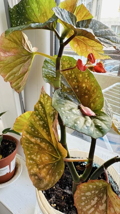 Бегонии по 10 лв за Варна лично предаване